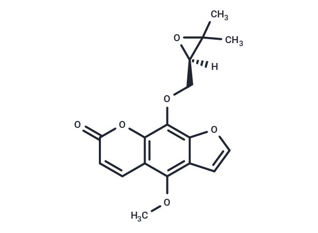 白当归脑|T6S0077