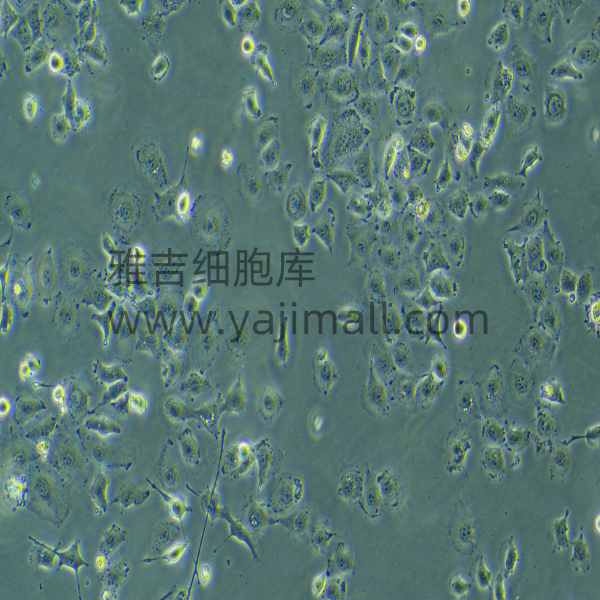  永生化羊结肠粘膜上皮细胞