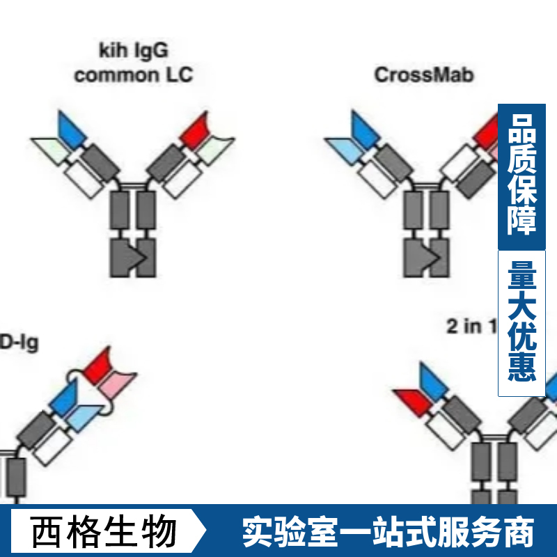 B淋巴细胞成熟因子（CD269）抗体