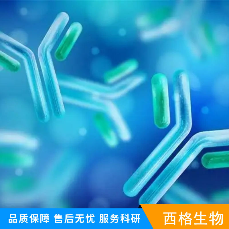 Ⅲ型纤维连接蛋白域蛋白1抗体