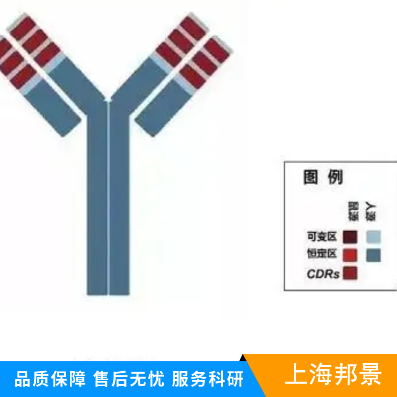 半胱胺酸蛋白酶蛋白-4抗体
