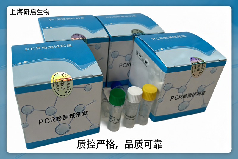 气肿疽梭菌（CC）核酸检测试剂盒