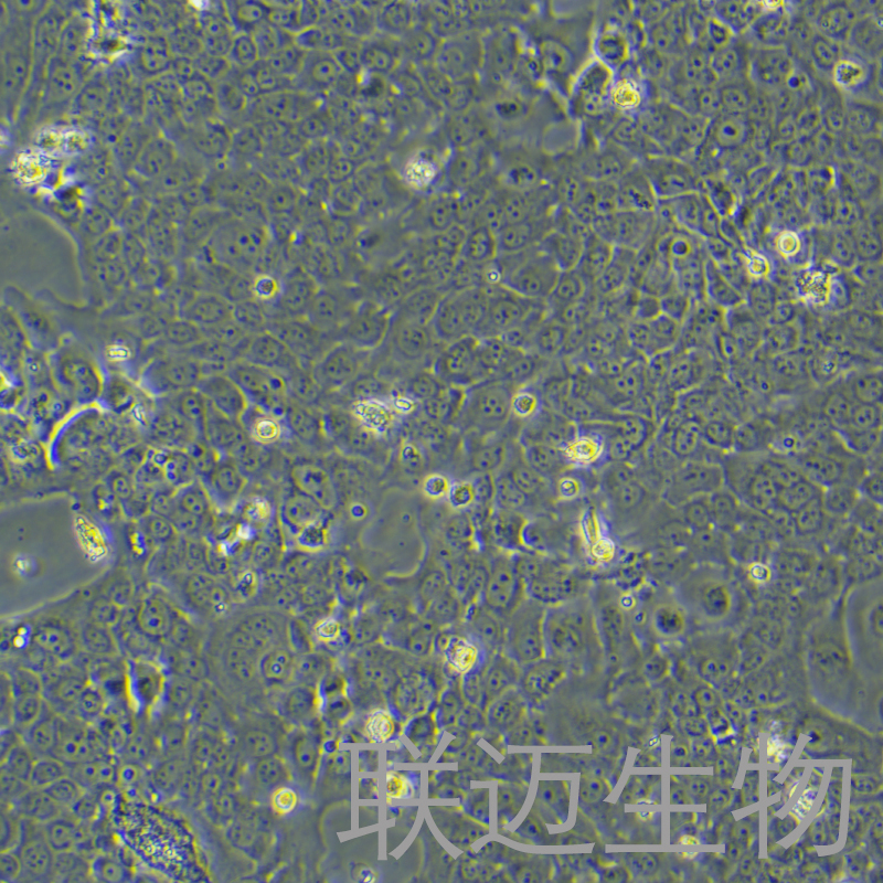 HT-3细胞（子宫颈癌细胞）LM8C0630