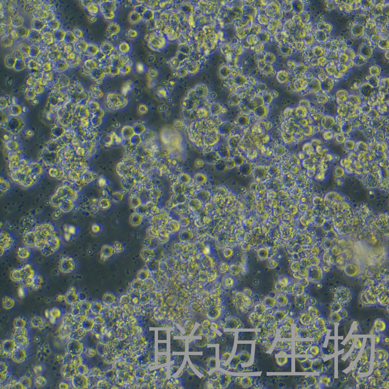 Sf9细胞（昆虫卵巢细胞）LM8C0205