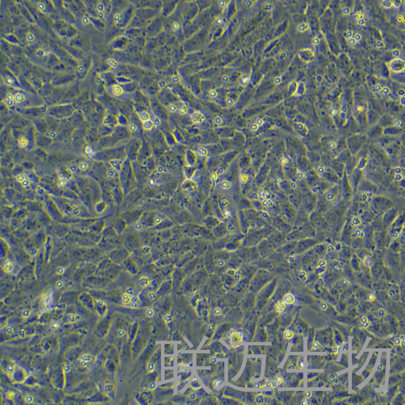 UMR-106细胞（大鼠骨肉瘤细胞）LM8C0462