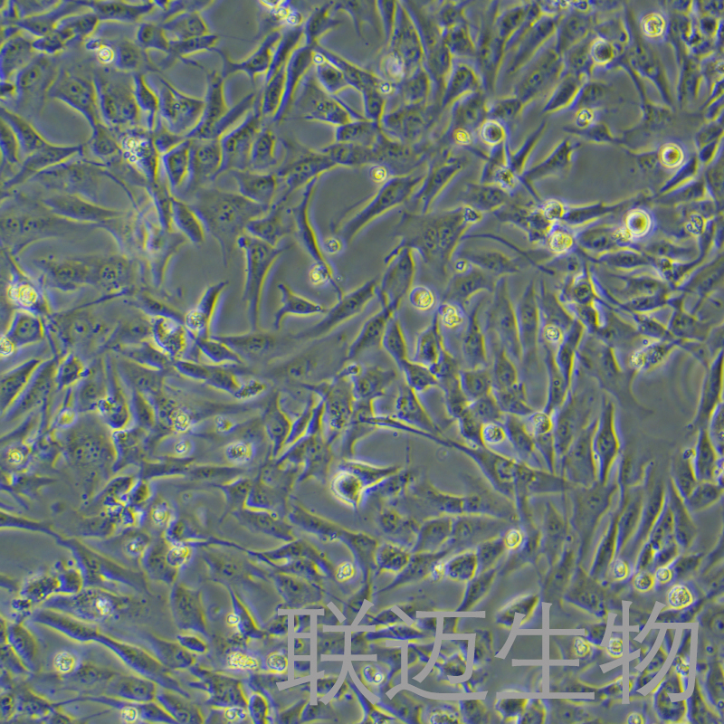 HA-VSMC细胞（主动脉血管平滑肌细胞）LM8C0517