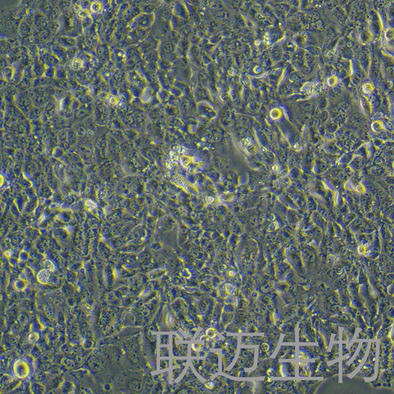 NCI-H441细胞（肺腺癌细胞）LM8C0514