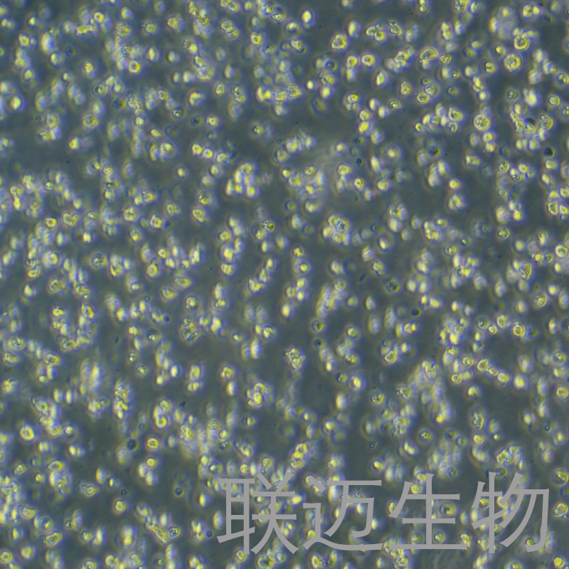 NCI-H929细胞（骨髓瘤细胞）LM8C0509