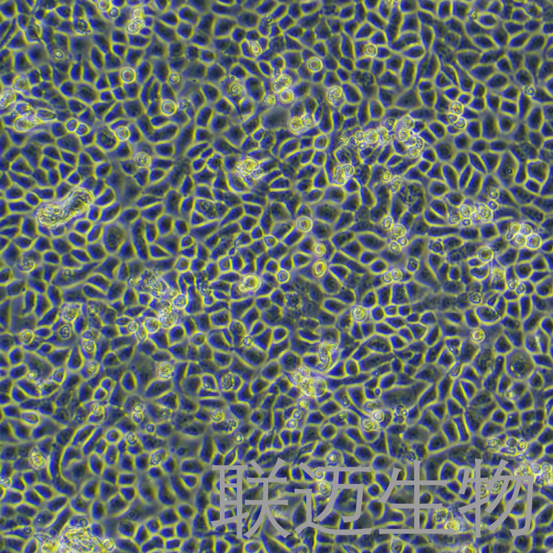 16HBE细胞（支气管上皮样细胞）LM8C0249