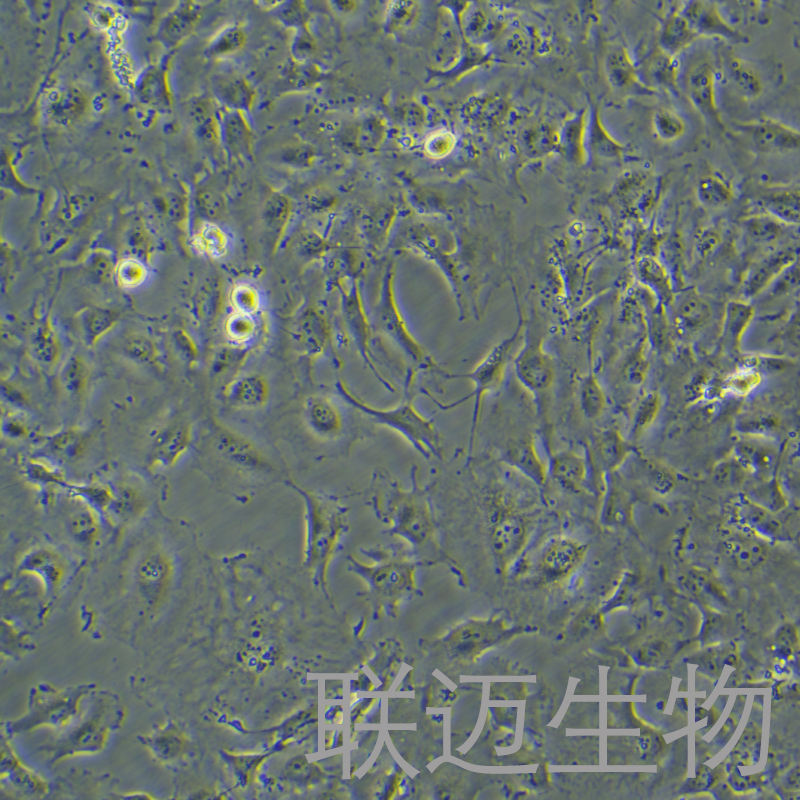 Hs578Bst细胞（正常乳腺细胞）LM8C0495