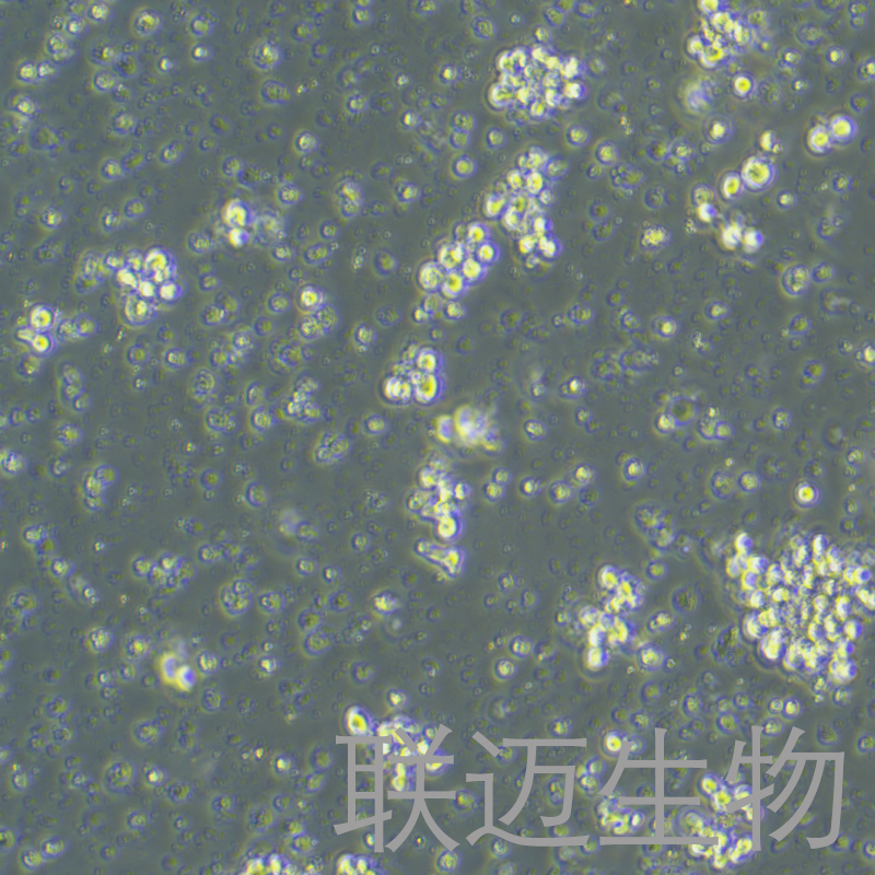 NK-92细胞（恶性非霍奇金淋巴瘤患者的自然杀伤细胞）LM8C0530