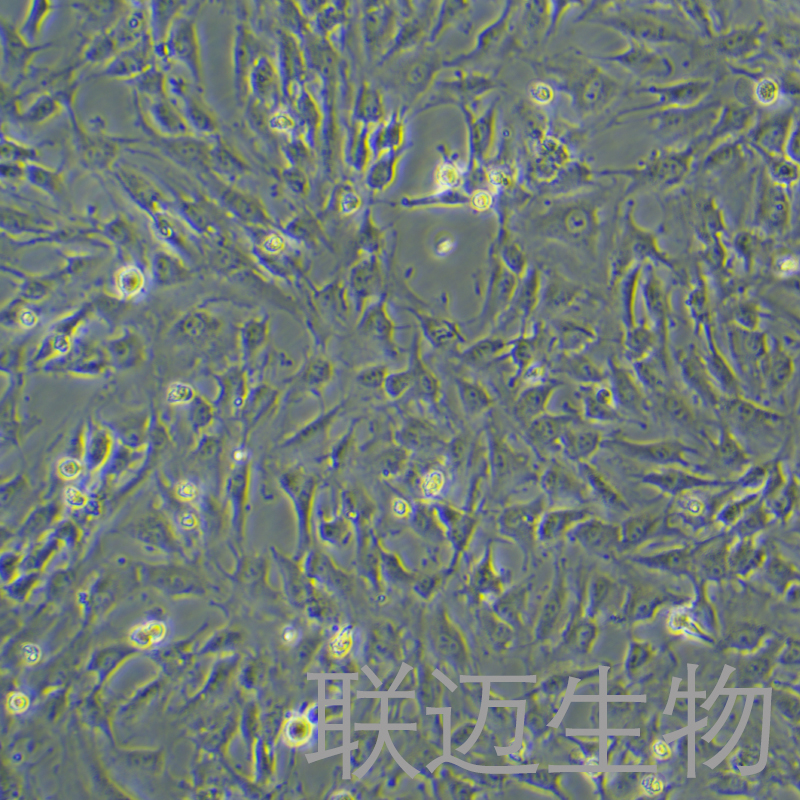 KGN细胞（卵巢颗粒细胞STR鉴定正确）LM8C0603