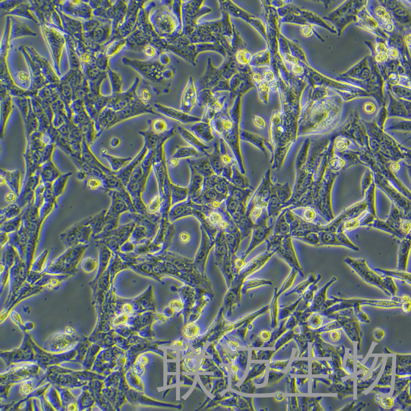 MPC-83细胞（小鼠胰腺腺泡细胞）LM8C0518