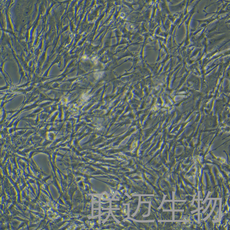 RS1细胞（大鼠皮肤成纤维样细胞）LM8C0430