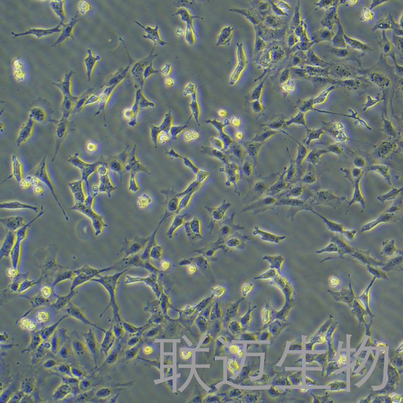 HMC细胞（肾小球系膜细胞）LM8C0619