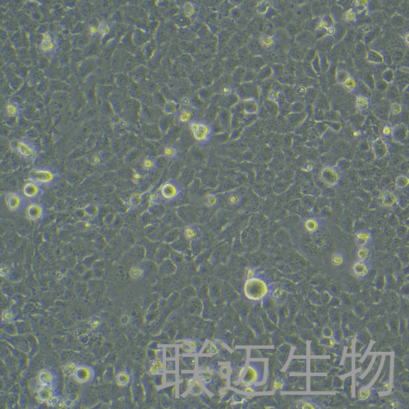 HMC3细胞（小胶质细胞STR鉴定正确）LM8C0673