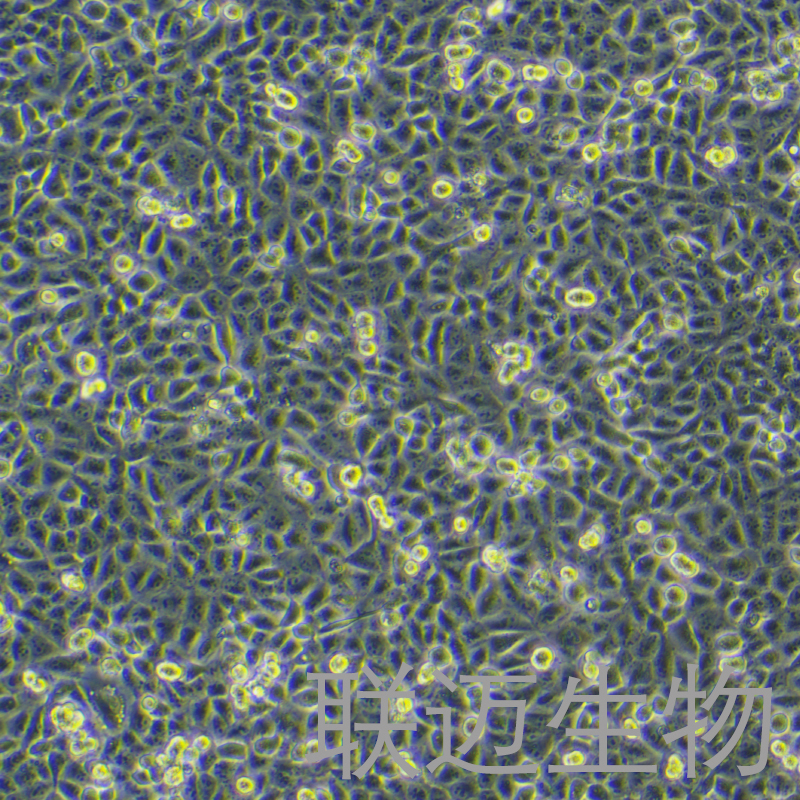 A549/DDP细胞（肺腺癌耐顺铂株）LM8C0016D2