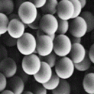 TA-MNPs，单宁酸修饰的四氧化三铁纳米颗粒