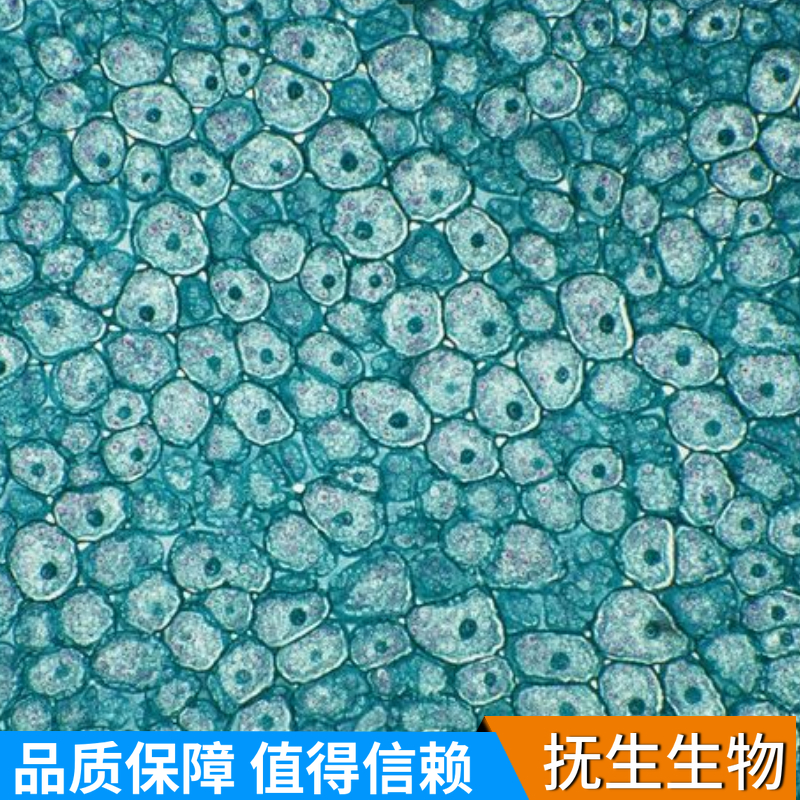 HT29/219人结肠癌细胞