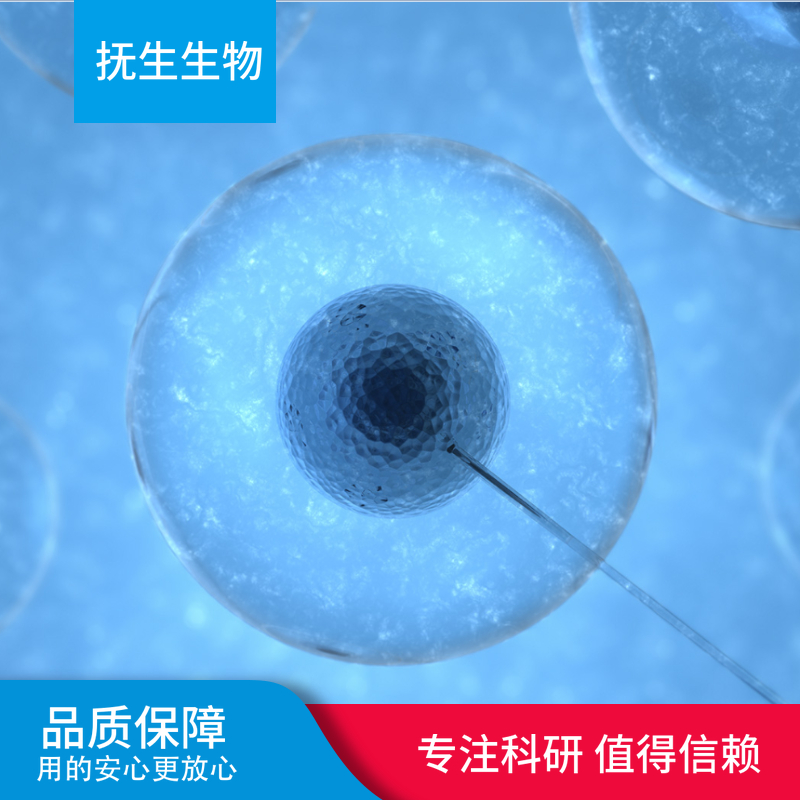 Hs 870.T人骨肉瘤细胞