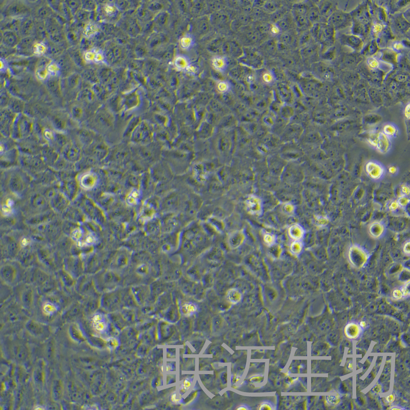 MCF7/ADR细胞（乳腺癌阿霉素耐药性细胞）LM8C0149D