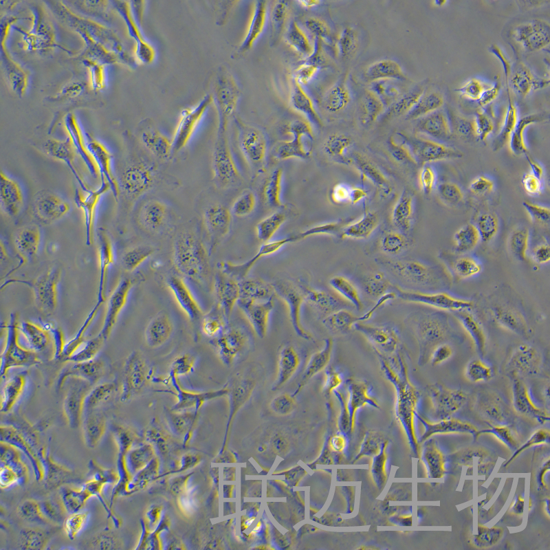 SK-OV-3/DDP细胞（卵巢腺癌顺铂耐药性细胞）LM8C0215D