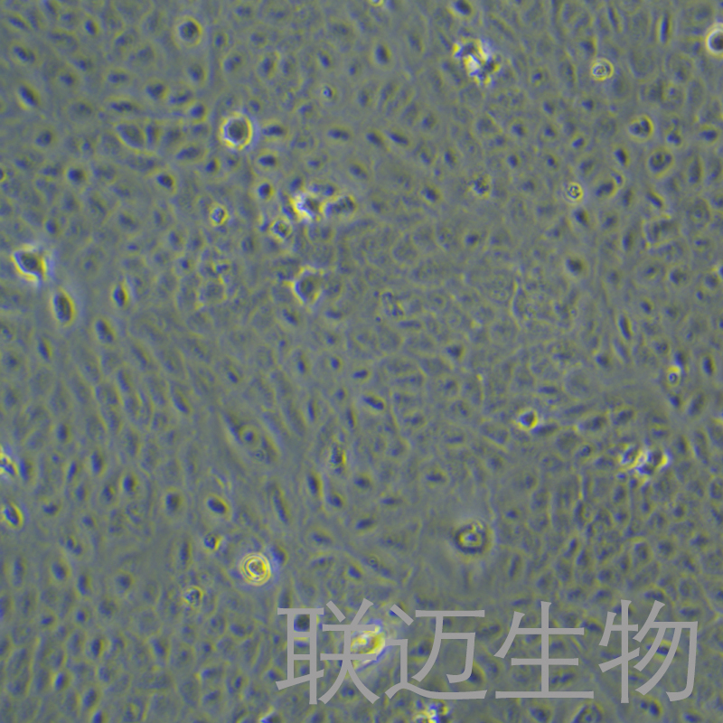 A549/Tax细胞（肺腺癌紫杉醇耐药性细胞）LM8C0016D