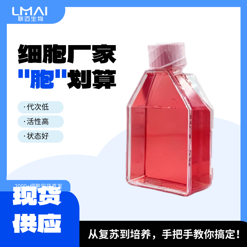 HUVEC-GFP细胞（人脐静脉内皮细胞永生化+GFP）LM8C0122-G