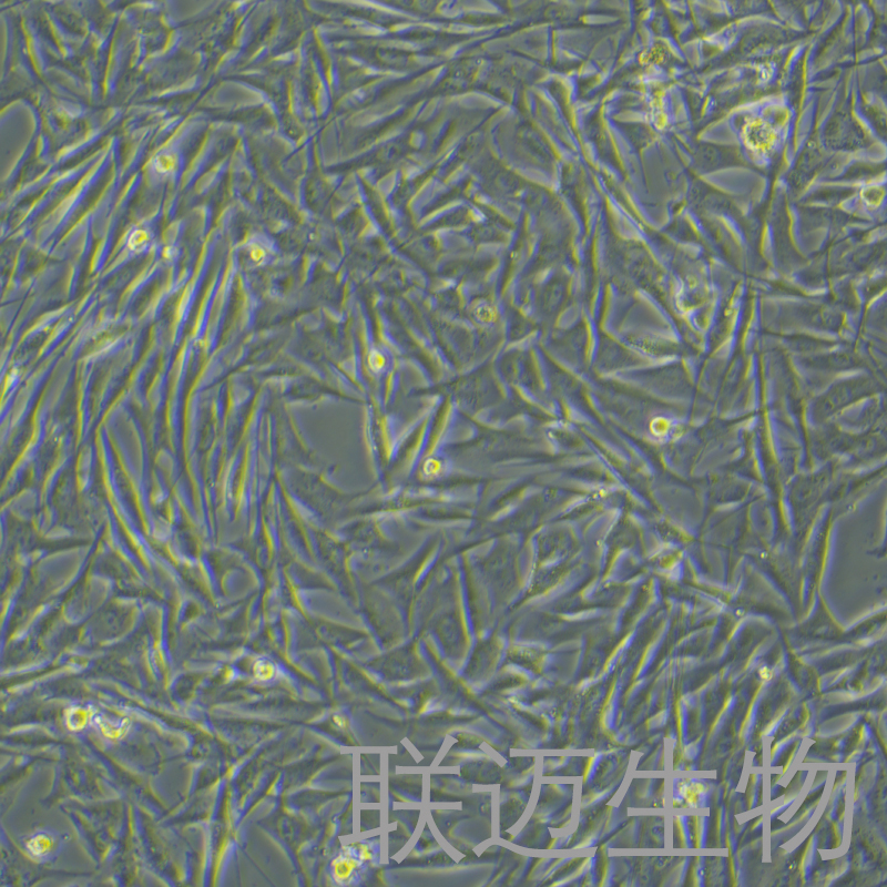 H1975-LUC-GFP细胞（人肺腺癌细胞-绿色荧光蛋白-荧光素酶标记）LM8C0298-LG