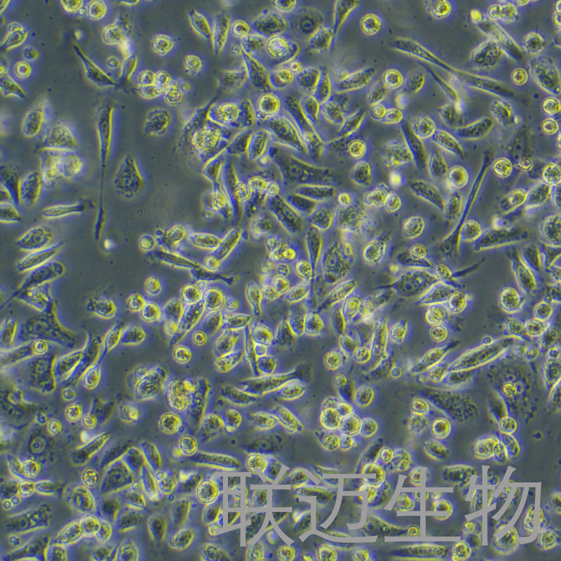 PC-3-LUC细胞（人前列腺癌细胞荧光素酶标记）LM8C0185-L