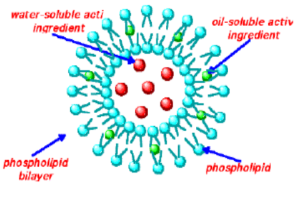 HSA-sepharose beads，人血清白蛋白修饰琼脂糖珠
