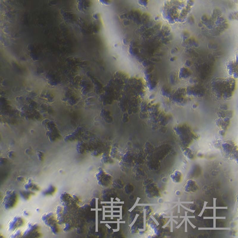 SHP-77-LUC细胞（人小细胞肺癌细胞荧光素酶标记）