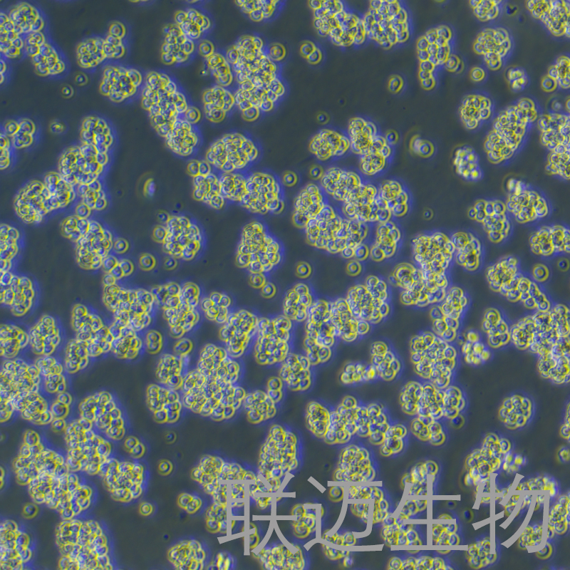 A20细胞（小鼠B细胞淋巴瘤细胞）LM8C0955