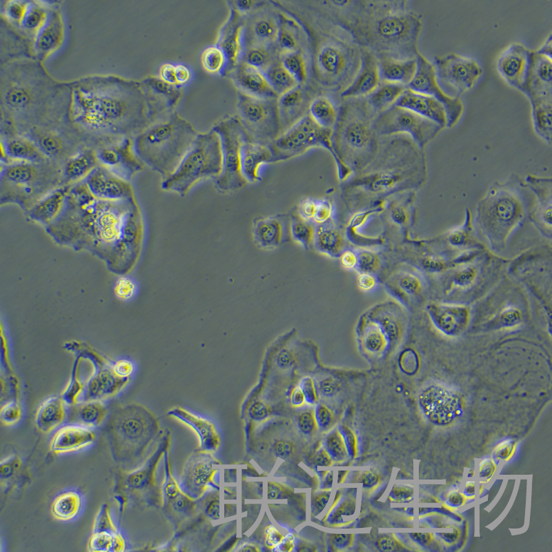 KLE细胞（子宫内膜癌细胞）LM8C0715
