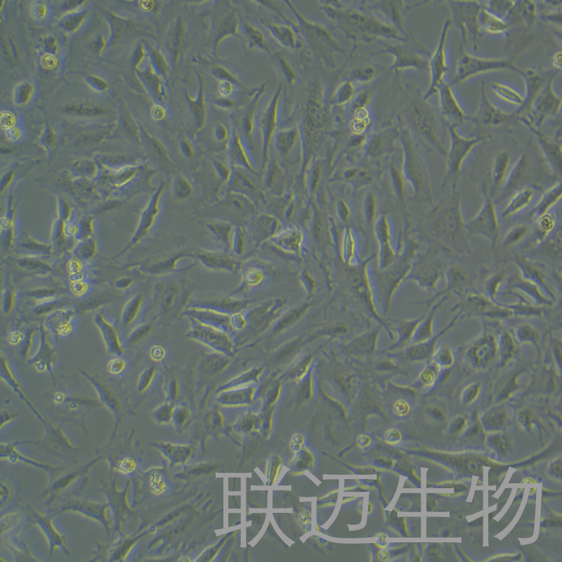 Py230细胞（小鼠恶性乳腺癌细胞）LM8C0713