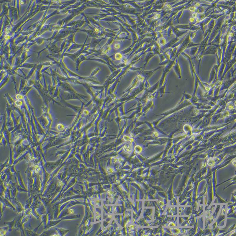 BHK-21 [C-13]细胞（仓鼠肾成纤维细胞）LM8C0701