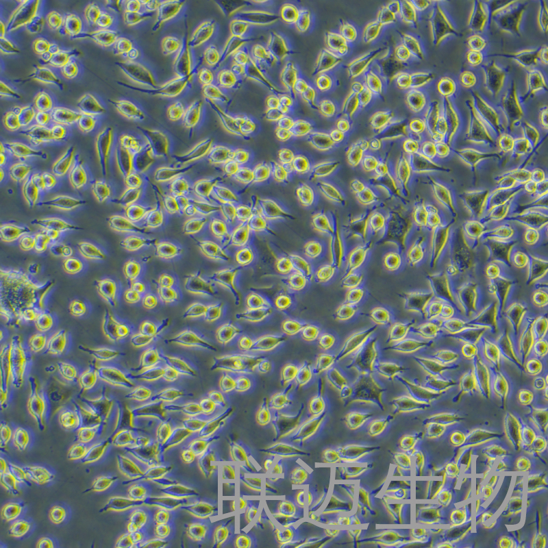 NCTC clone 929 [L cell, L-929]细胞（小鼠成纤维细胞）LM8C0716