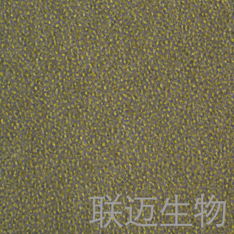 HAL01细胞（急性淋巴细胞白血病细胞）LM8C0786