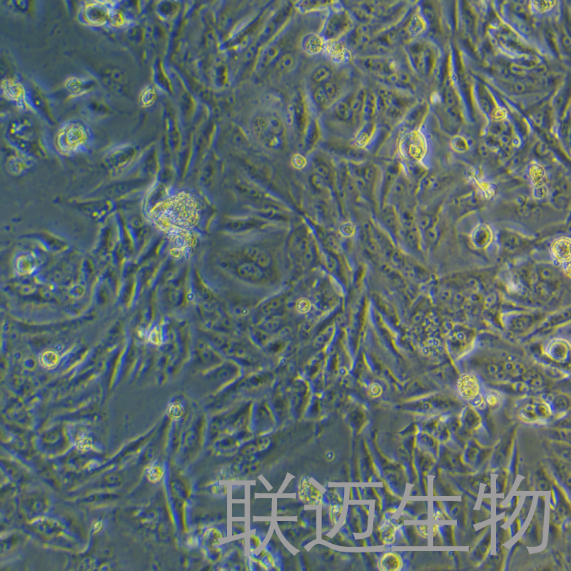 SW900细胞（肺鳞癌细胞）LM8C0780