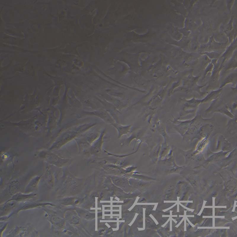 RTgill-W1细胞（鱼鳃细胞）