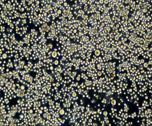 pfeiffer细胞（B淋巴母细胞瘤细胞）LM8C0749