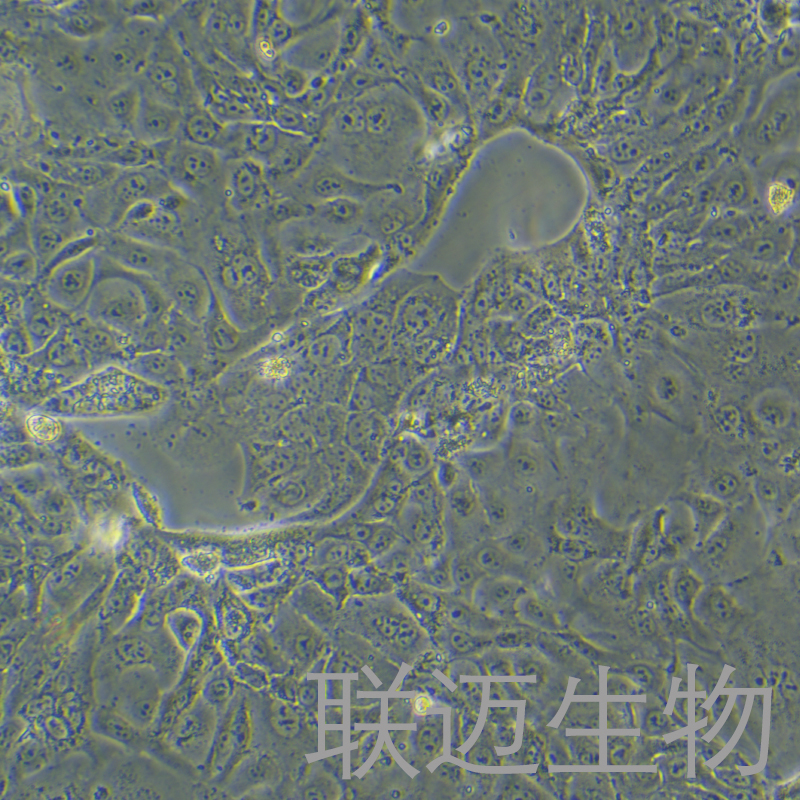 NCI-H820细胞（人肺乳头状腺癌细胞）LM8C0747