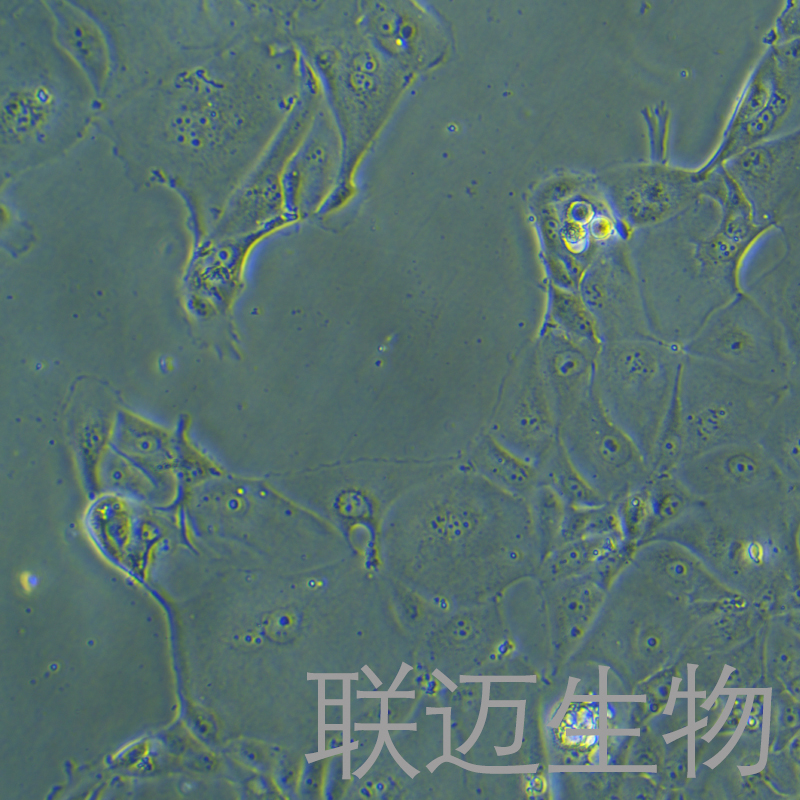 SU.86.86细胞（胰腺导管癌细胞）LM8C0735