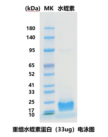 水蛭素溶液（重组蛋白 高活性 高纯度）