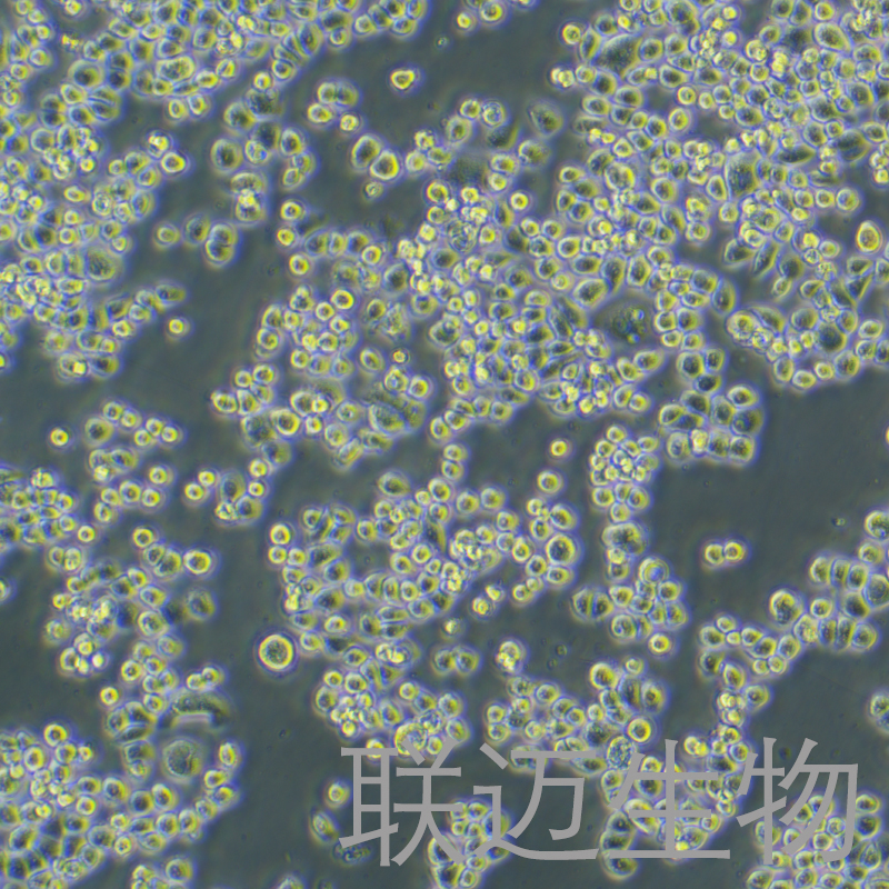 NUGC4细胞（胃癌细胞）LM8C0759