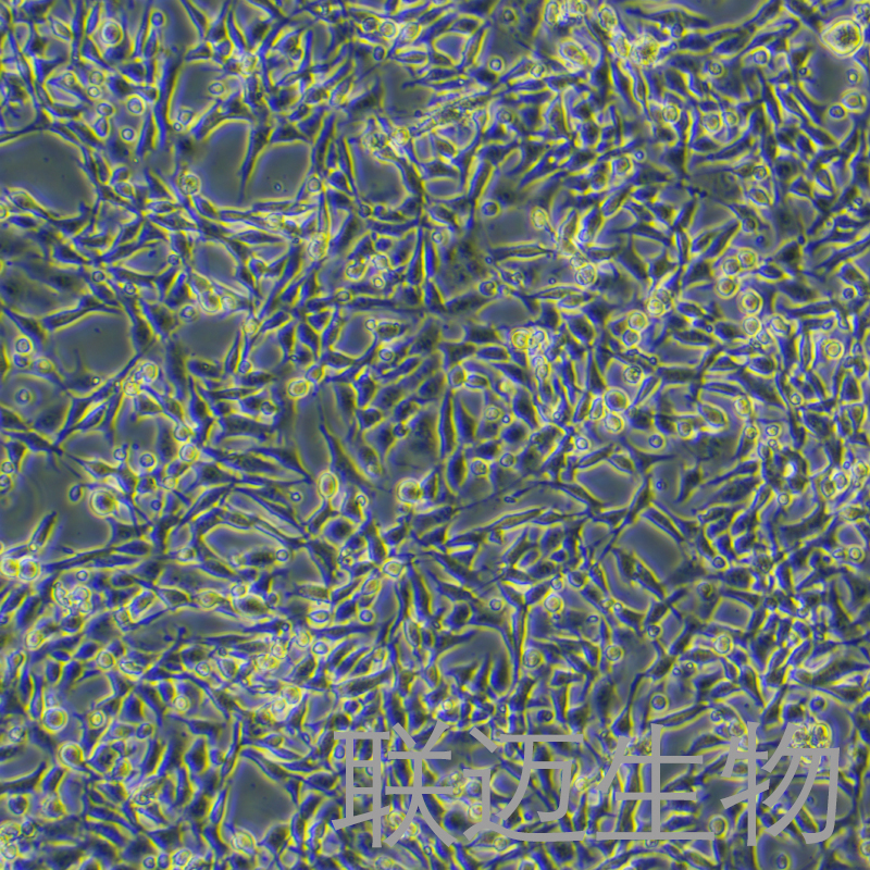 MC-38细胞（小鼠结肠癌细胞株）LM8C0802