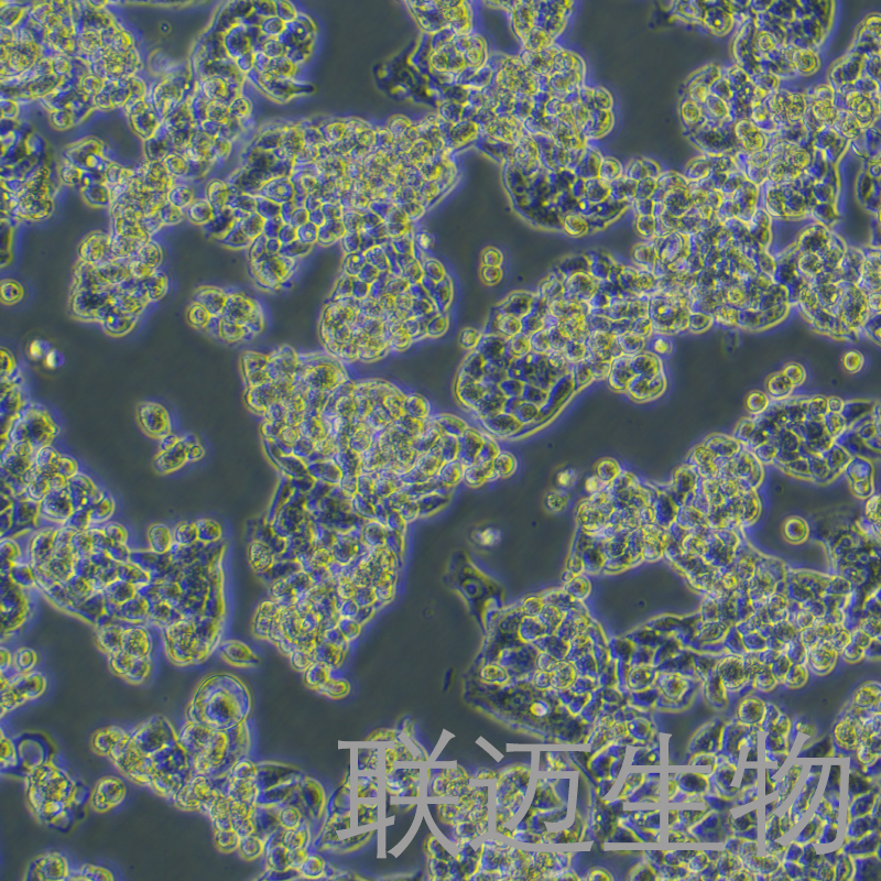 HepG2.2.15细胞（表达HBV病毒的肝细胞）LM8C0801