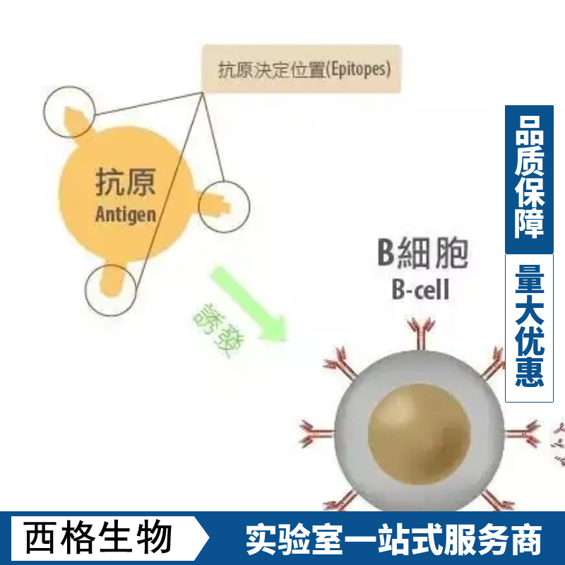 肠道肽转运蛋白1/小肽转运蛋白1抗体