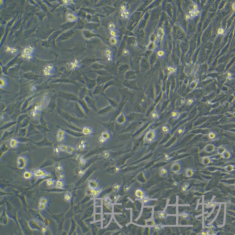 mpc-5细胞（小鼠肾足细胞）LM8C0852