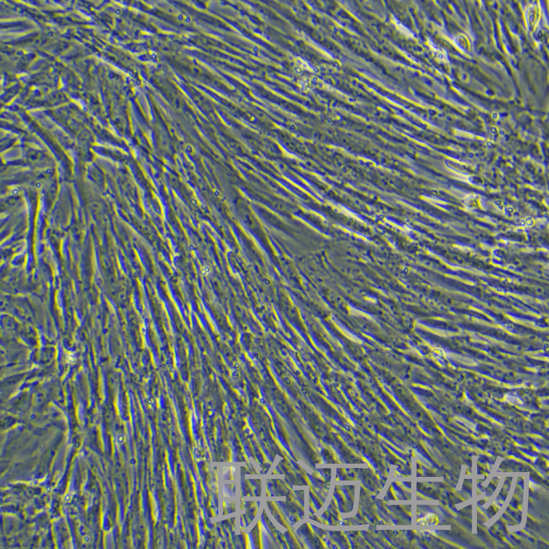 MRC-5细胞（胚肺成纤维细胞（有限细胞系））LM8C0850